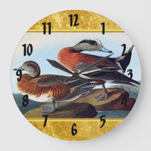 Grande Horloge Ronde American Widgeon ducks on a rock