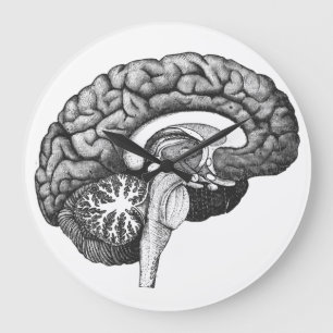 Grande Horloge Ronde Anatomie médicale vintage illustration cerveau hum