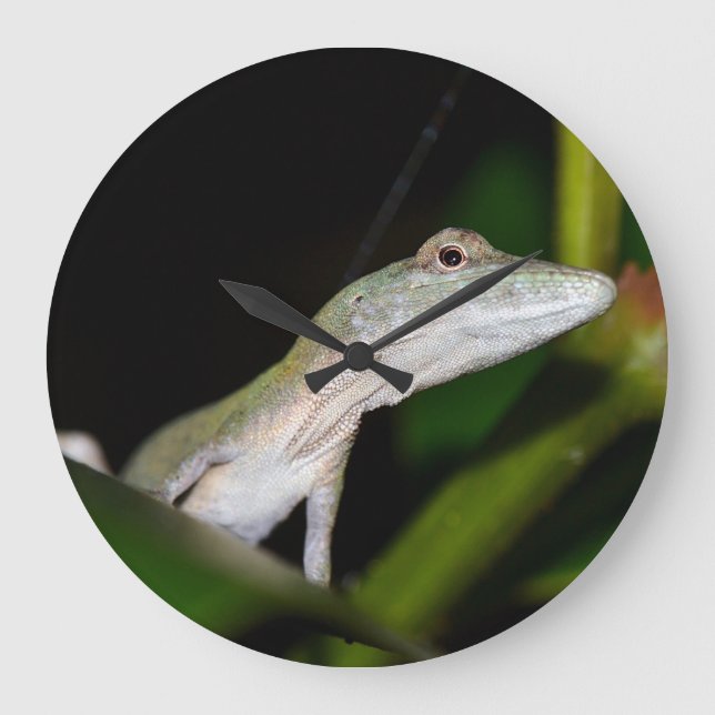Grande Horloge Ronde Anolis occultus (Recto)