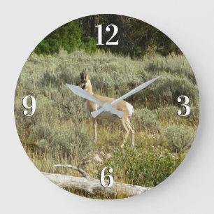 Grande Horloge Ronde Antilocapre dans le parc national de Grand Teton