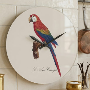 Grande Horloge Ronde Ara rouge ou Ara macao, Ara macao