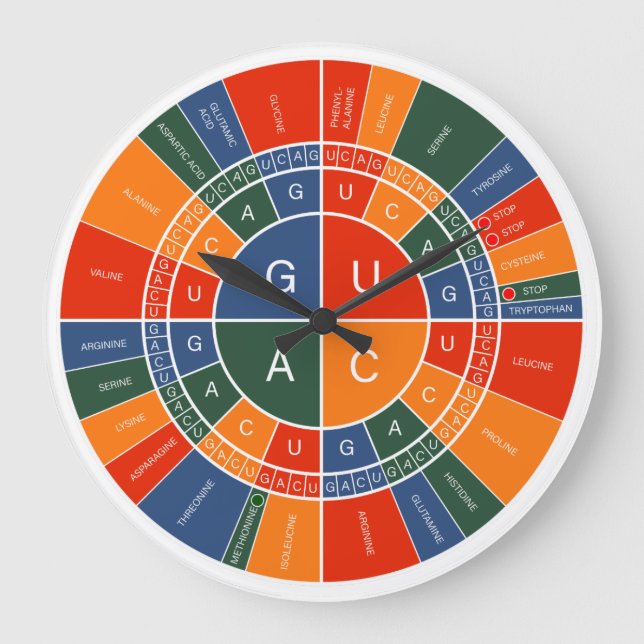 Grande Horloge Ronde ARN to AMINO ACID CODON WHEEL (Recto)