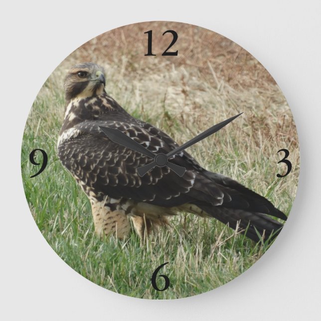 Grande Horloge Ronde B52 Buse de Swainson (Recto)