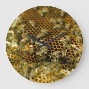Grande Horloge Ronde Bees In Hive, Western Cape, South Africa