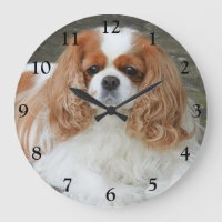 Blenheim Cavalier King Charles Spaniel Chien