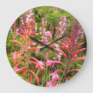 Grande Horloge Ronde Bugle Lily (Watsonia) Flower, Eastern Cape