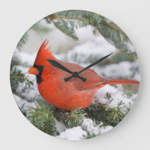 Grande Horloge Ronde Cardinal rouge dans un sapin baumier en hiver