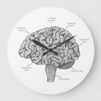 Cerveau Scientifique