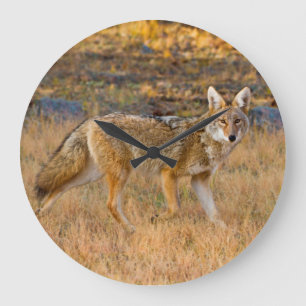 Grande Horloge Ronde Chasse au coyote (Canis Latrans)