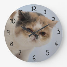 Chat de Grogne