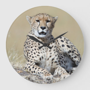 Grande Horloge Ronde Cheetah au Masai Mara au Kenya photo