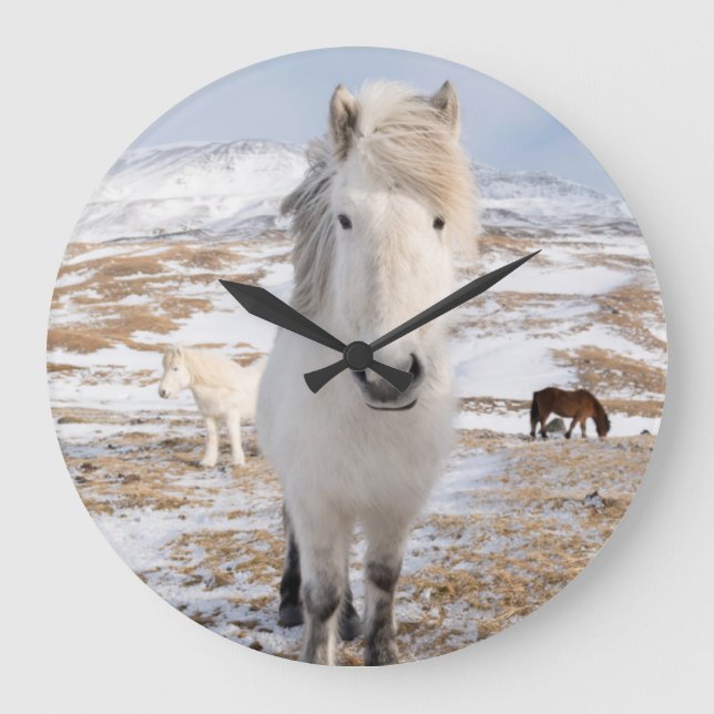Grande Horloge Ronde Cheval islandais blanc, Islande (Recto)
