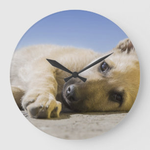 Grande Horloge Ronde chien