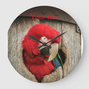 Grande Horloge Ronde Clock with green wing macaw parrot in barrel
