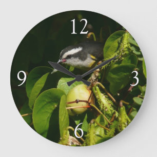 Grande Horloge Ronde Colibri à gorge blanche mangeant Photographie trop