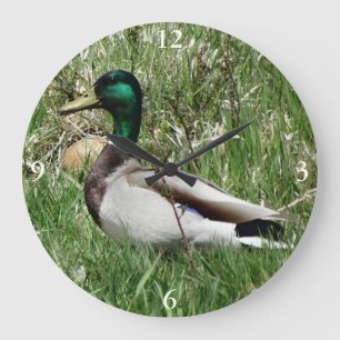 Grande Horloge Ronde Colvert mâle B55 Canard colvert tête verte dans l'