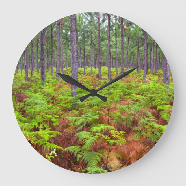 Grande Horloge Ronde Common Bracken (Pteridium Aquilinum) Growing (Recto)