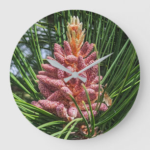 Grande Horloge Ronde Cône de pollen de pin rouge (Pinus resinosa)