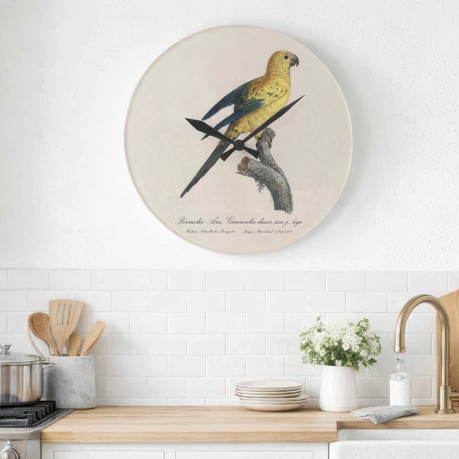 Grande Horloge Ronde Conure soleil ou Aratinga solstitialis (Guarouba dans sons jeune age / Sun parakeet. Large Clock)