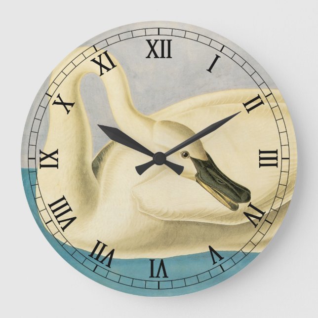 Grande Horloge Ronde Cygne trompette par John James Audubon, Oiseau Vin (Recto)