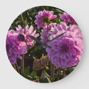 Grande Horloge Ronde Dahlias, ferme dahlia, Canby, Oregon, États-Unis