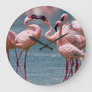 Grande Horloge Ronde Deux petits flamants mâles (Phoenicopterus Minor)
