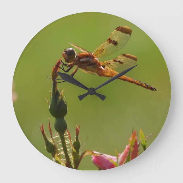 Grande Horloge Ronde Dragonfly en or sur Green (Recto)