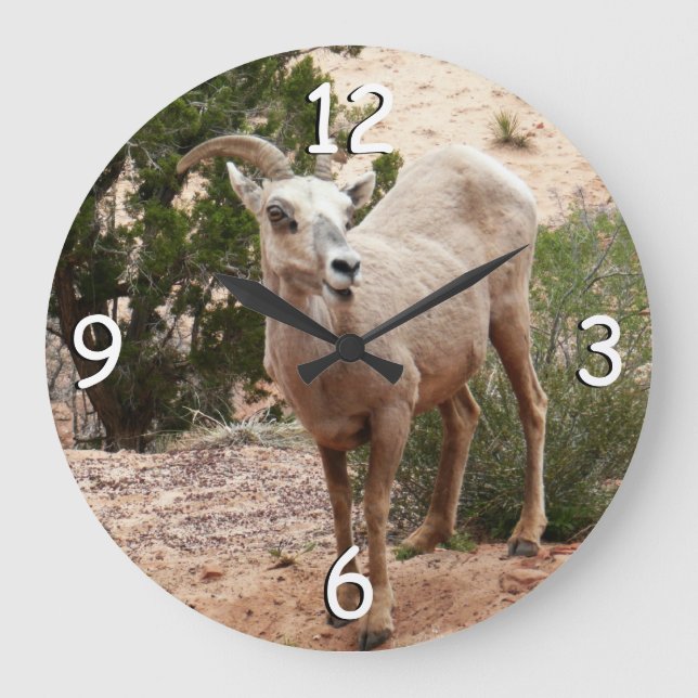 Grande Horloge Ronde Drôle Mouton de Bighorn dans le parc national Zion (Recto)