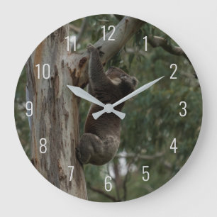 Grande Horloge Ronde Escalade Koala dans un arbre Australie Grande horl