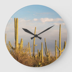 Grande Horloge Ronde États-Unis, Arizona, Saguaro National Park, Sagua