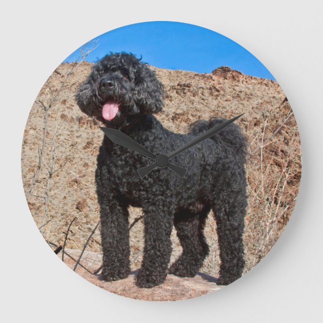 Grande Horloge Ronde États-Unis, Californie. Labradoodle (Recto)