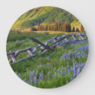 Grande Horloge Ronde États-Unis, Colorado. Lupins et clôture à rails fe