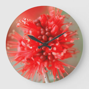Grande Horloge Ronde Fleur de Boerbean nain, Sabi Sands