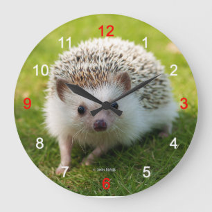 Grande Horloge Ronde Four-toed hedgehog