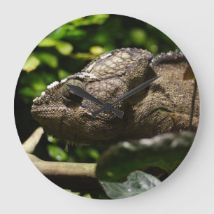 Grande Horloge Ronde Furcifer oustaleti