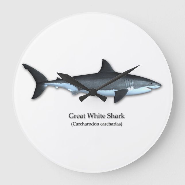 Grande Horloge Ronde Grand requin blanc (Recto)