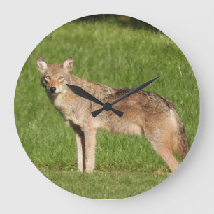 Grande Horloge Ronde Gros plan pour Coyote