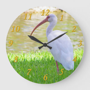 Grande Horloge Ronde Ibis Sur Une Jambe Photo