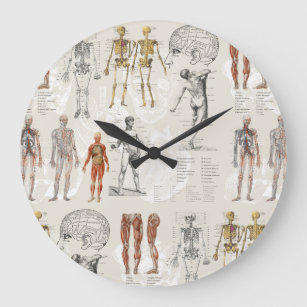 Grande Horloge Ronde Illustrations de biologie anatomique vintage