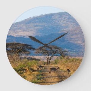 Grande Horloge Ronde Impala (Aepyceros Melampus), Hluhluwe-Umfolozi