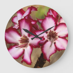 Grande Horloge Ronde Impala Lily (Adenium Multiflorum), Kruger