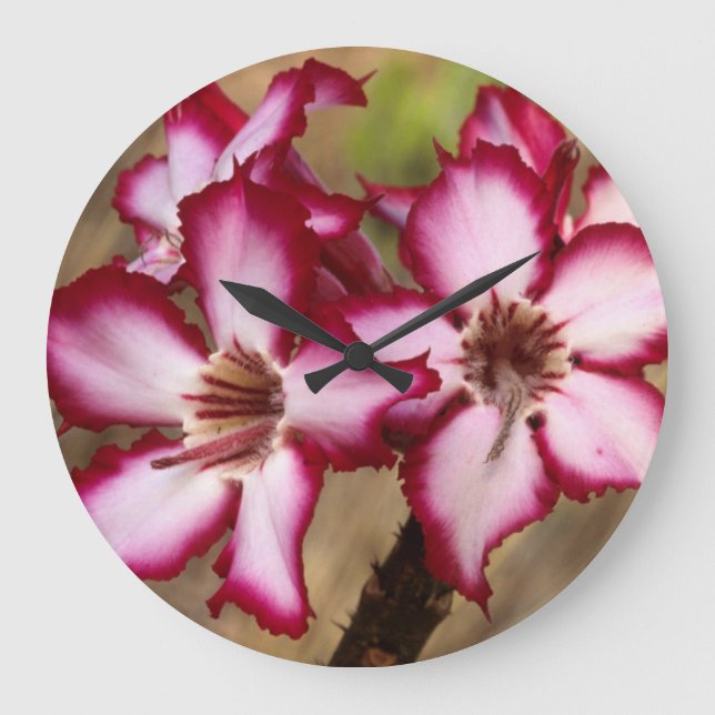 Grande Horloge Ronde Impala Lily (Adenium Multiflorum), Kruger (Recto)