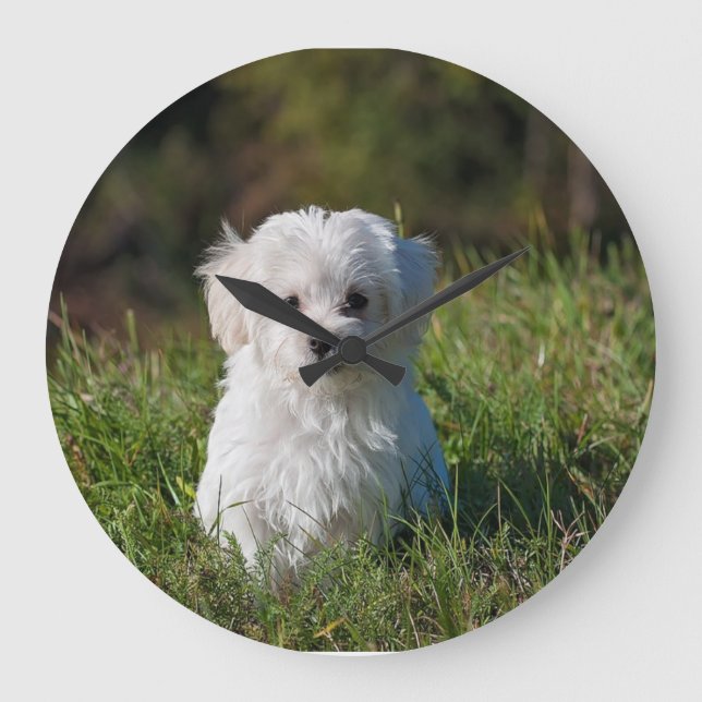 Grande Horloge Ronde Joli chiot blanc (Recto)