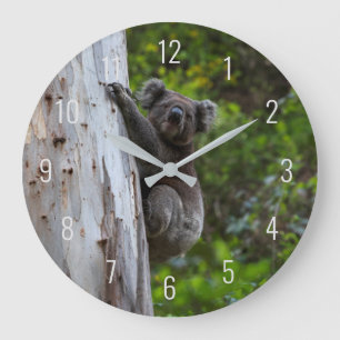 Grande Horloge Ronde Koala Cute Animal in a Tree Australia
