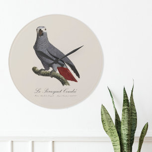 Grande Horloge Ronde Le Perroquet Cendre - Illustration du XIXe siècle