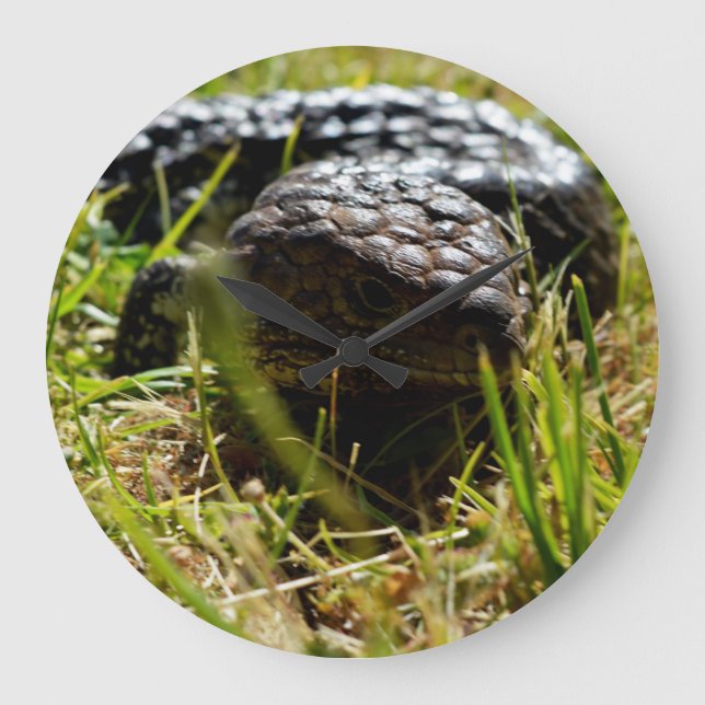 Grande Horloge Ronde Lizard australien (Stumpy)   (Recto)