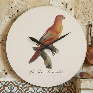 Grande Horloge Ronde Lori de Bornéo, Trichoglossus borneus