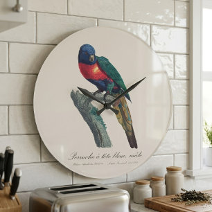 Grande Horloge Ronde Loriquet arc-en-ciel mâle, Trichoglossus Moluccanu