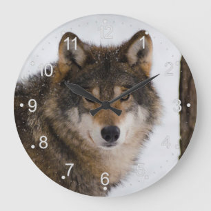 Grande Horloge Ronde Loup gris d'Europe
