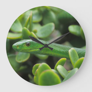 Grande Horloge Ronde Mamba verte orientale (Dendroaspis Angusticeps)